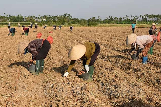 Liên kết trồng khoai tây gắn bao tiêu sản phẩm ở Minh Hòa